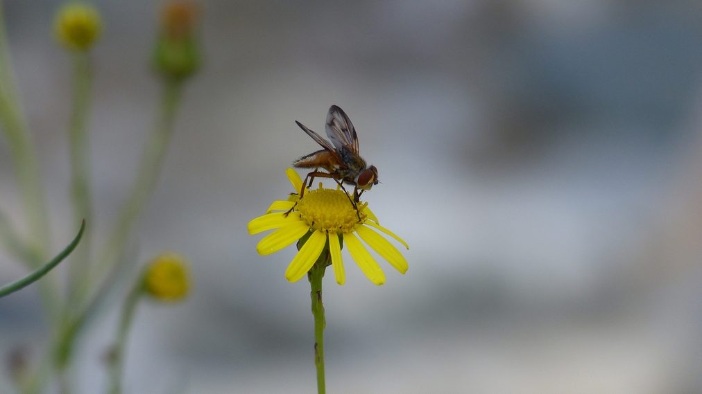 Tachinidae:  Ectophasia crassipennis, maschio